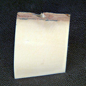 Mammut-Abschnitt ca. 37x43x35mm