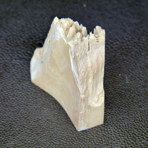 Mammut-Abschnitt bräunlich ca. 15mm dick