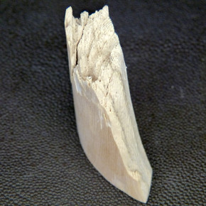 Mammut-Abschnitt bräunlich ca. 15mm dick
