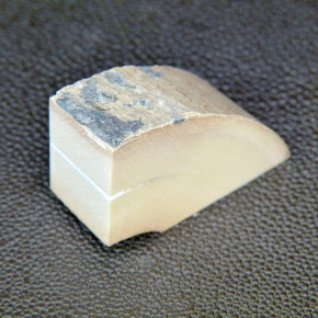 Mammut-Abschnitt ca. 17mm dick