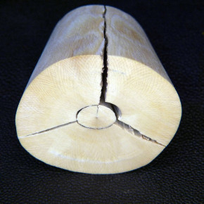 Mammut-Kegel aus dem Kern ca. 56x31x46mm