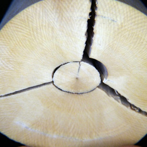 Mammut-Kegel aus dem Kern ca. 56x31x46mm