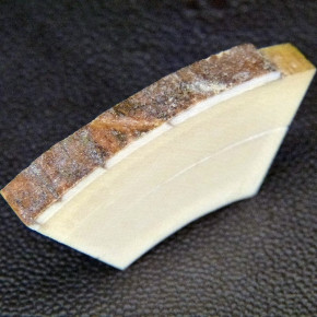 Mammut-Bogenstück ca. 55x28x7mm