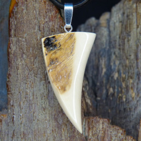 Mammut-Zahnanhänger mit natürlicher Bruchkante