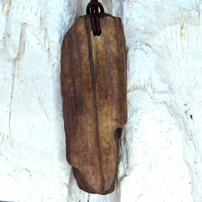 Naturstück eines fossilen Walrosszahns