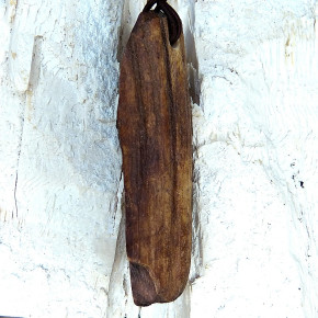 Naturstück eines fossilen Walrosszahns