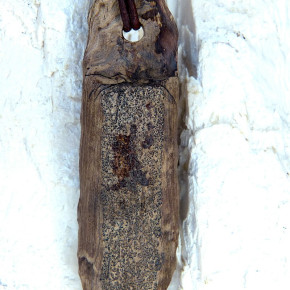 Naturstück eines fossilen Walrosszahns