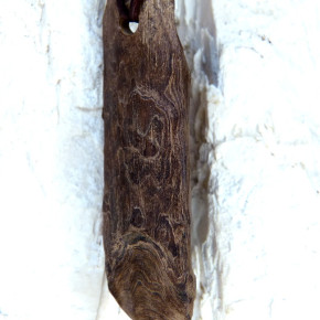 Naturstück eines fossilen Walrosszahns