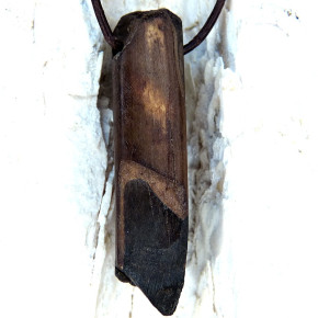 Fundstück eines fossilen Walrosszahns