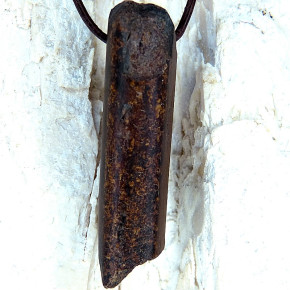 Fundstück eines fossilen Walrosszahns