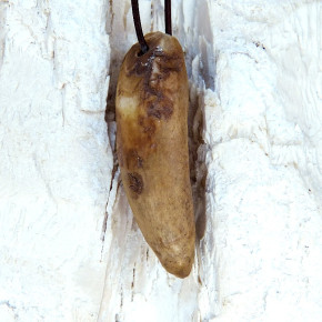 Fundstück eines fossilen Walzahns