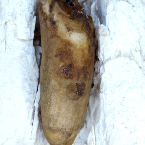 Fundstück eines fossilen Walzahns