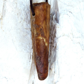 Spitze eines fossilen Walrosszahns