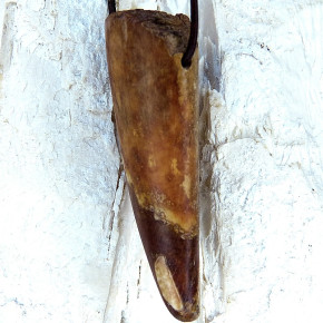 Spitze eines fossilen Walrosszahns