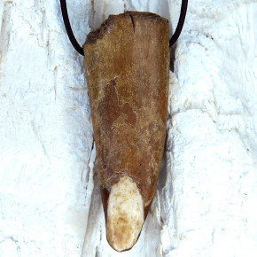 Spitze eines fossilen Walrosszahns