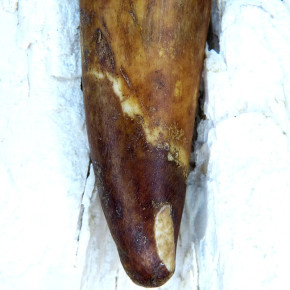 Spitze eines fossilen Walrosszahns