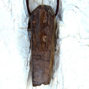 fossiles Walross mit Bearbeitungsspuren