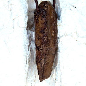 fossiles Walross mit Bearbeitungsspuren