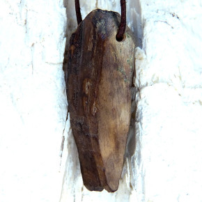 fossiles Walross mit Bearbeitungsspuren