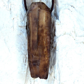 fossiles Walross mit Bearbeitungsspuren