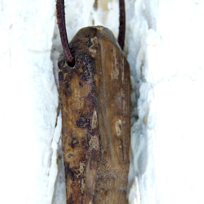 fossiles Walross mit Bearbeitungsspuren