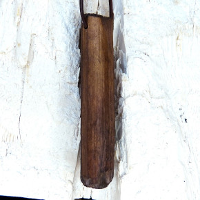 fossiles Walross Naturanhänger