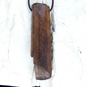 fossiles Walross Naturanhänger