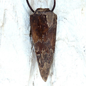 "Speerspitze" fossiles Walross