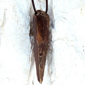 "Speerspitze" fossiles Walross