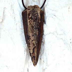 "Speerspitze" fossiles Walross