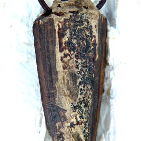 "Speerspitze" fossiles Walross