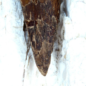 "Speerspitze" fossiles Walross