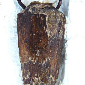 "Speerspitze" fossiles Walross