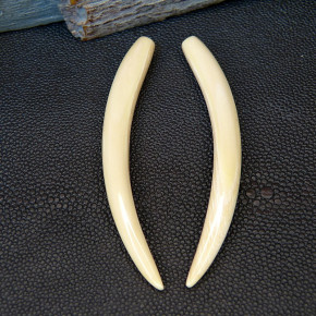 1 Paar Ersatzzähne aus Mammut ca. 85mm lang