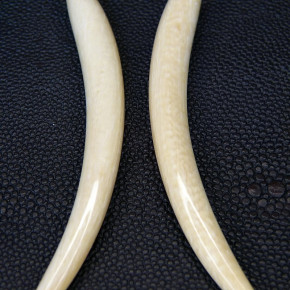 1 Paar Ersatzzähne aus Mammut ca. 85mm lang