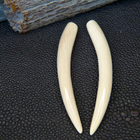 1 Paar Ersatzzähne aus Mammut ca. 60mm lang