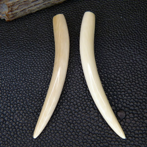 1 Paar Ersatzzähne aus Mammut ca. 60mm lang