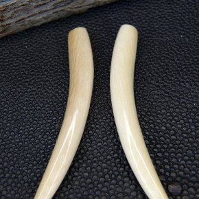 1 Paar Ersatzzähne aus Mammut ca. 60mm lang