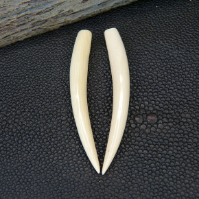 1 Paar Ersatzstoßzähne aus Mammut ca. 55mm lang