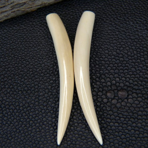 1 Paar Ersatzstoßzähne aus Mammut ca. 55mm lang
