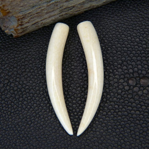 1 Paar Ersatzstoßzähne aus Mammut ca. 45mm lang