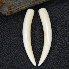 1 Paar Ersatzstoßzähne aus Mammut ca. 45mm lang