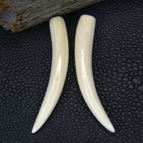 1 Paar Ersatzstoßzähne aus Mammut ca. 45mm lang