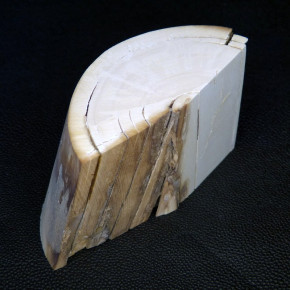 Mammut-Abschnitt mit braunen Färbungen