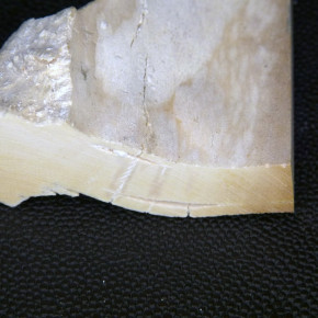 Mammut-Abschnitt cremefarben