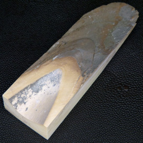 Mammut-Abschnitt ca. 120mm lang