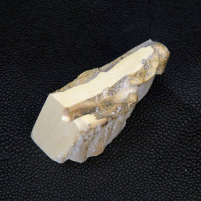 Mammut-Abschnitt ca. 20mm dick