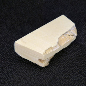 Mammut-Abschnitt ca. 20mm dick