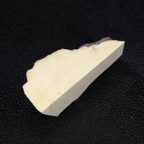 Mammut-Abschnitt ca. 20mm dick