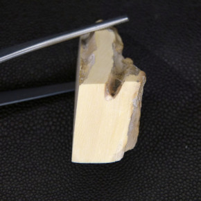 Mammut-Abschnitt ca. 20mm dick